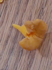 Craterellus ignicolor