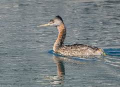 Podiceps major