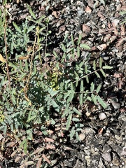 Hoffmannseggia glauca