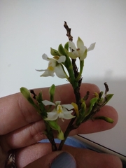 Epidendrum blepharistes