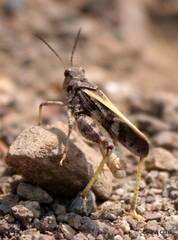 Cratypedes neglectus