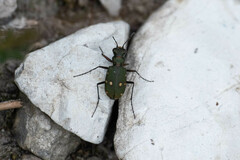 Cicindela campestris