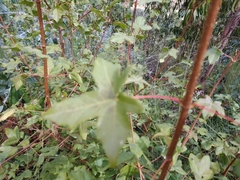 Acer monspessulanum