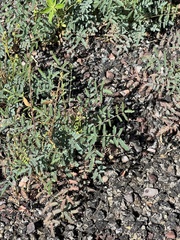 Hoffmannseggia glauca