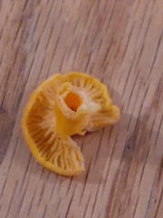 Craterellus ignicolor