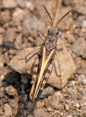 Cratypedes neglectus