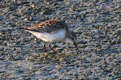 Calidris mauri