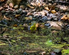 Cardellina canadensis