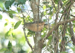 Colluricincla rufogaster