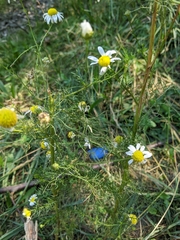 Tripleurospermum inodorum