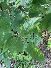 Betula alleghaniensis