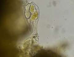 Proalinopsis caudatus