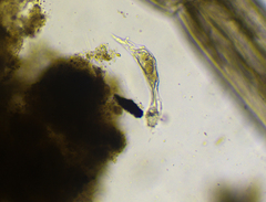 Proalinopsis caudatus