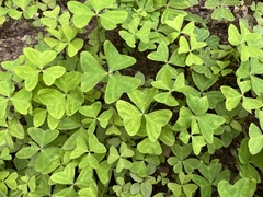 Oxalis latifolia