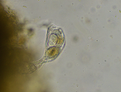 Proalinopsis caudatus