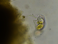 Proalinopsis caudatus