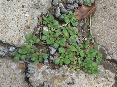 Alternanthera pungens