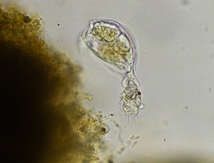 Proalinopsis caudatus