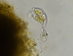 Proalinopsis caudatus