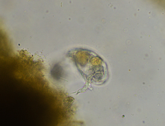 Proalinopsis caudatus