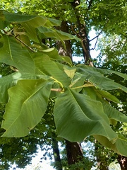 Magnolia tripetala
