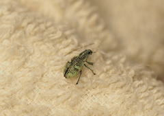 Eugnathus distinctus