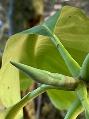 Magnolia tripetala