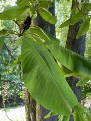 Magnolia tripetala