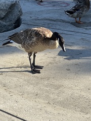 Branta canadensis
