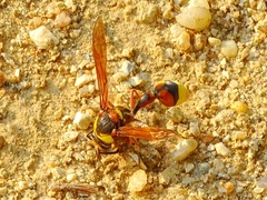 Delta unguiculatum