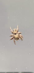 Phidippus audax