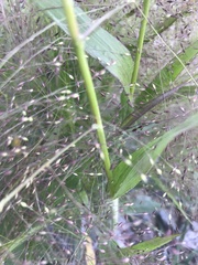 Panicum capillare