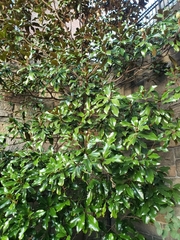 Magnoliales
