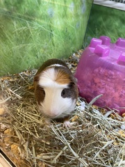 Cavia porcellus