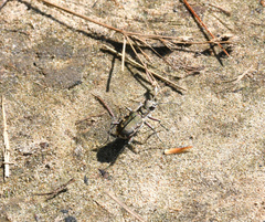 Cicindela repanda