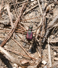 Cicindela limbalis