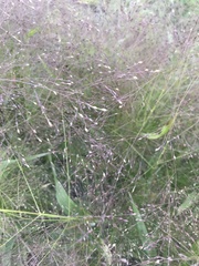 Panicum capillare