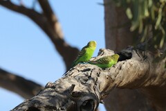 Melopsittacus undulatus