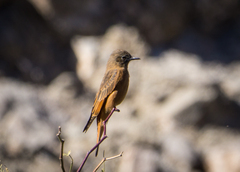 Hirundinea ferruginea