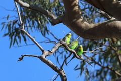 Melopsittacus undulatus