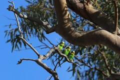 Melopsittacus undulatus