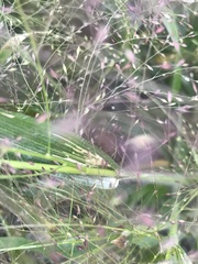Panicum capillare