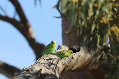 Melopsittacus undulatus