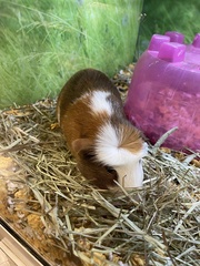 Cavia porcellus