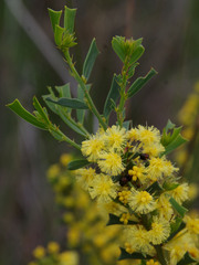 Acacia truncata