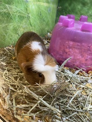 Cavia porcellus