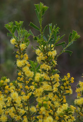 Acacia truncata