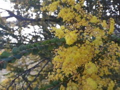 Acacia pravissima