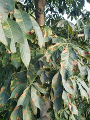 Aesculus flava