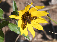 Poecilanthrax alcyon